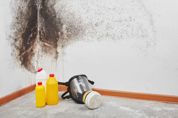 Why You Should Choose Our Mold Remediation Services in Washington, PA